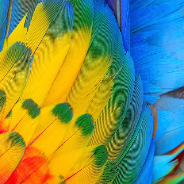 Plumas de guacamayo escarlata —  Fotos de Stock