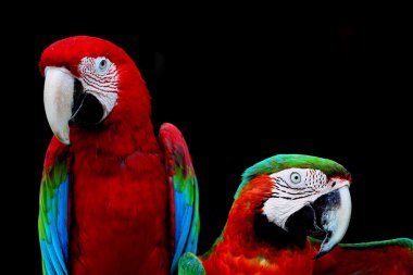 Greenwinged Amerika papağanı ve palyaço Amerika papağanı