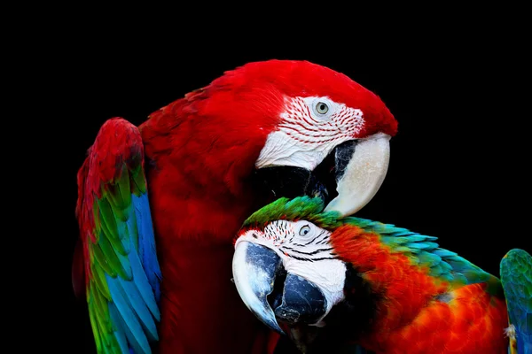 Arlequim e arlequim-da-índia — Fotografia de Stock