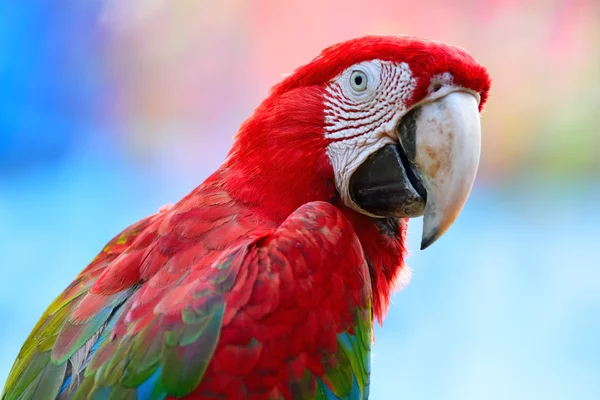 Arara-de-asa-verde — Fotografia de Stock