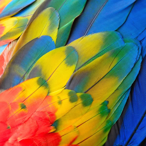 Scarlet Macaw feathers — Stock Photo, Image