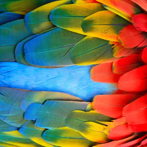 Plumas de guacamayo escarlata — Foto de Stock