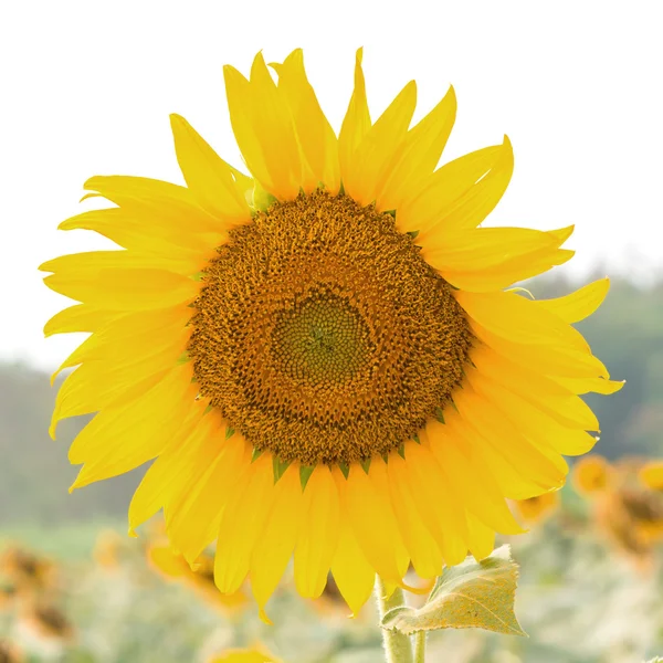 Campo di girasole — Foto Stock