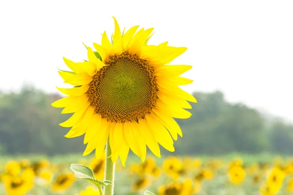 Campo di girasole — Foto Stock