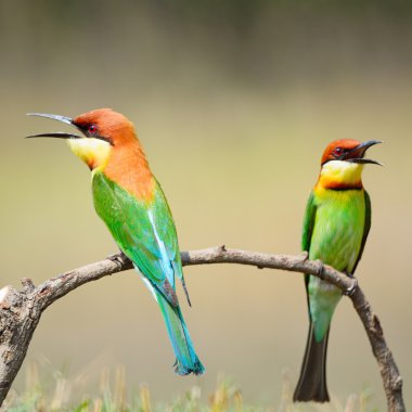 Kestane başlı arı kuşugiller