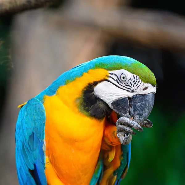 Modrý a zlatý macaw — Stock fotografie