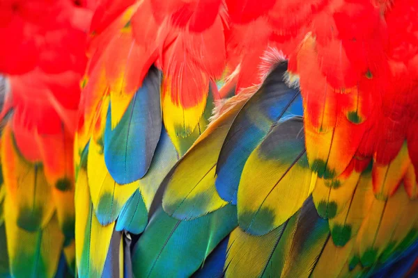 緋色のコンゴウインコの羽 — ストック写真