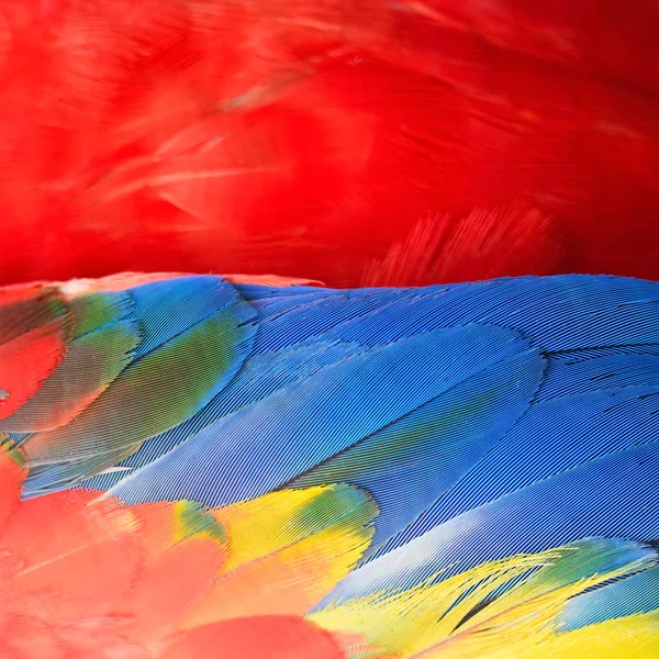 Scarlet Amerika papağanı tüyler — Stok fotoğraf