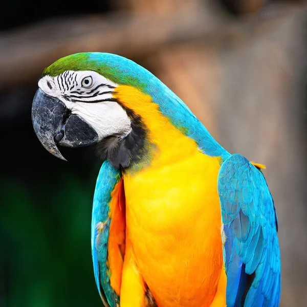 Modrý a zlatý macaw — Stock fotografie