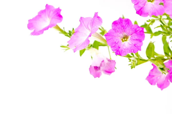 Pink petunia — Stock Photo, Image