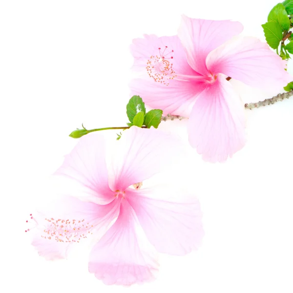 Hibisco-de-rosa — Fotografia de Stock