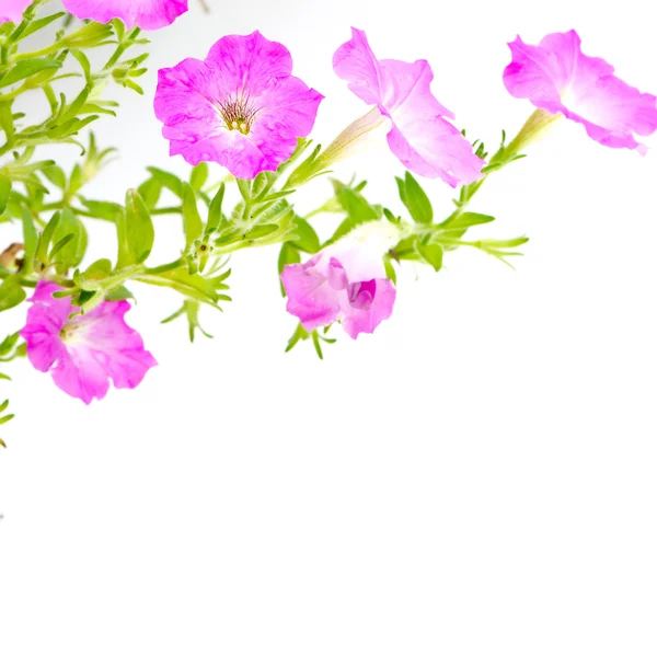Růžová petúnie — Stock fotografie
