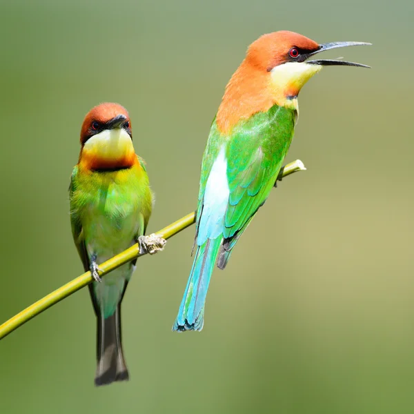 Kaštan vedl bee-eater — Stock fotografie