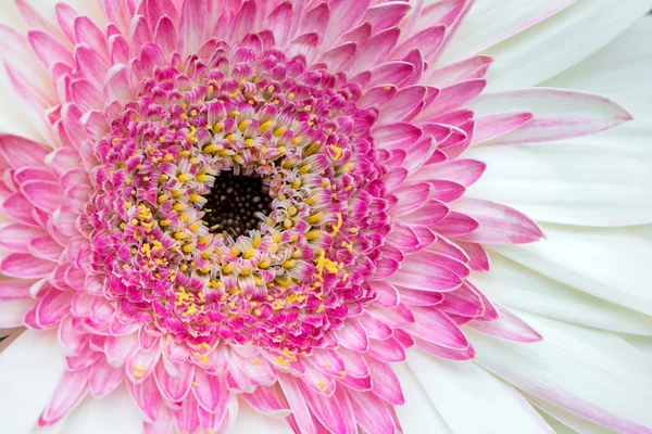 Patrón Gerbera — Foto de Stock