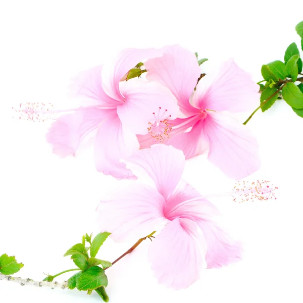 Hibiscus rose — Photo