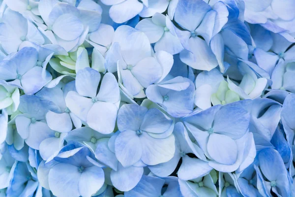 Blue hydrangea — Stock Photo, Image