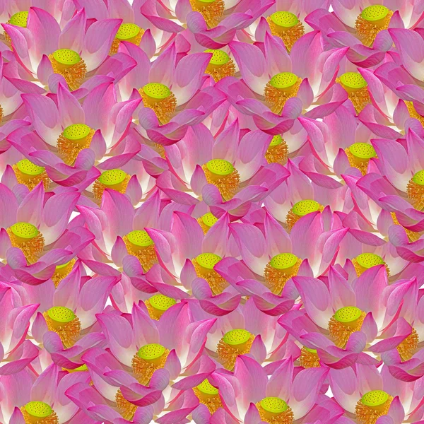 Lotus pattern — Stock Photo, Image