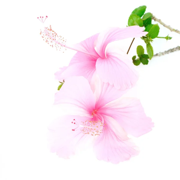 Pink Hibiscus — Stock Photo, Image