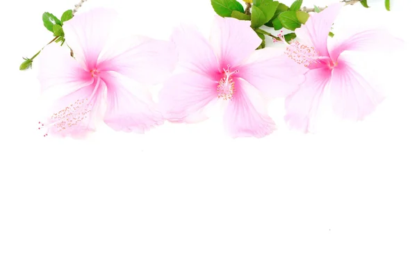 Hibiscus różowy — Zdjęcie stockowe