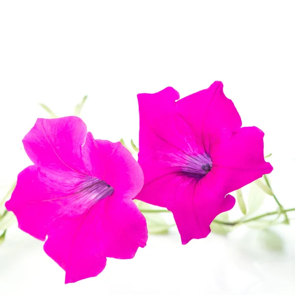 Pink petunia — Stock Photo, Image