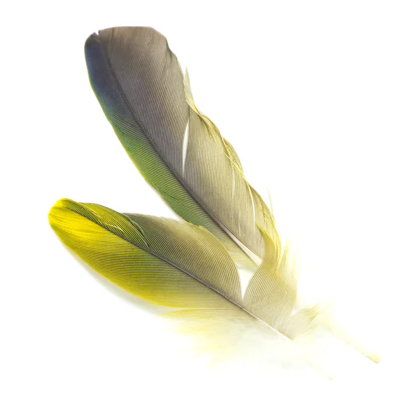 Bird feathers isolated — Stock Photo, Image