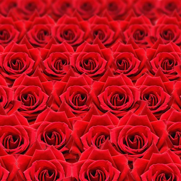 Rode roos patroon — Stockfoto