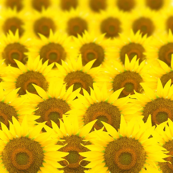 Sonnenblumen-Muster — Stockfoto