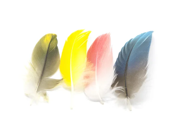 Bird feathers isolated — Stock Photo, Image