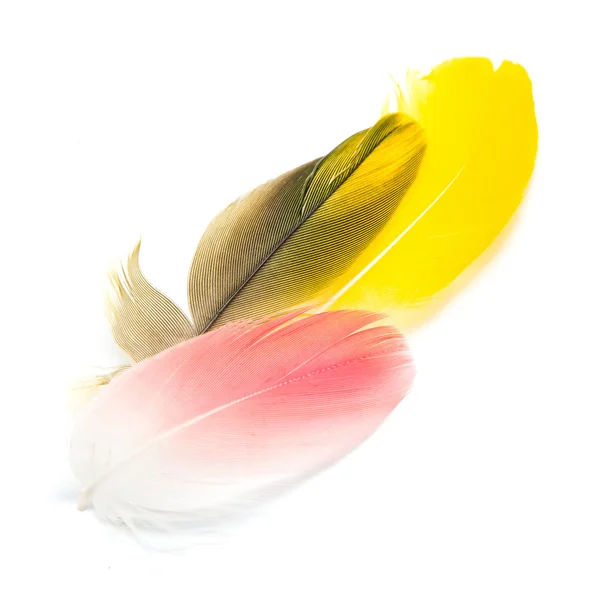 Bird feathers isolated — Stock Photo, Image