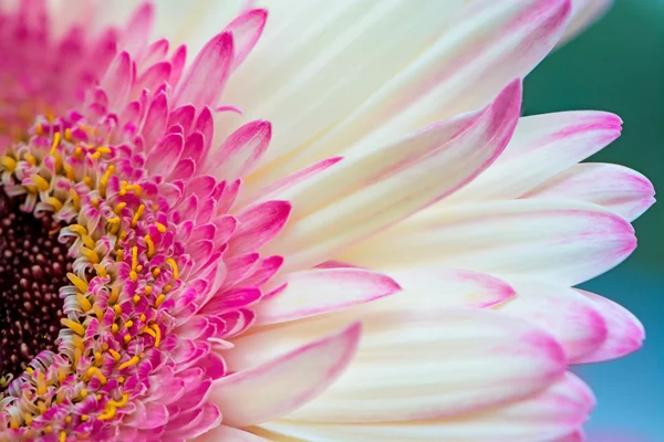 Okvětní lístek růžová gerbera — Stock fotografie