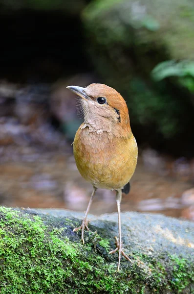 Rusty-naped Pitta — Zdjęcie stockowe