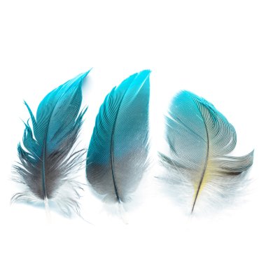 bird feathers ioslated clipart