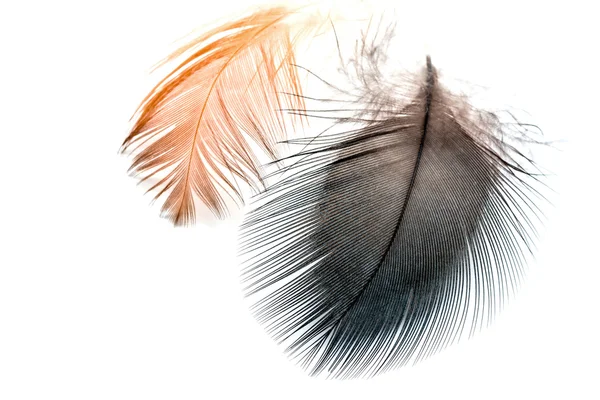 Plumes d'oiseaux isolées — Photo