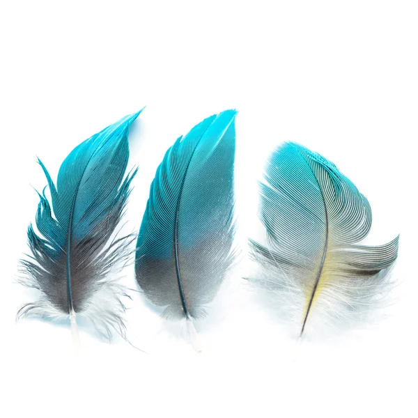 Bird feathers ioslated — Stock Photo, Image