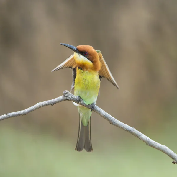 Kastanje-headed bijeneter — Stockfoto