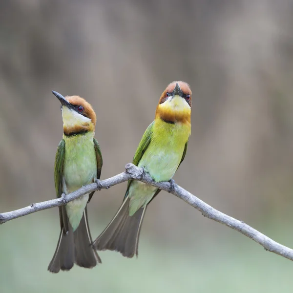 Kestane başlı arı kuşugiller — Stok fotoğraf