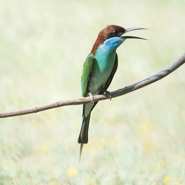 Modrá throated bee-eater — Stock fotografie