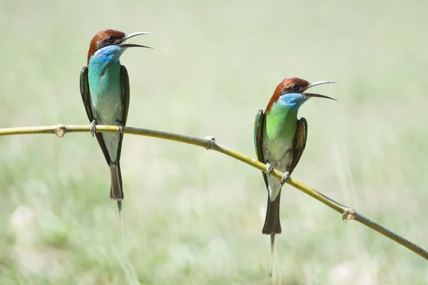 Comedora de abejas de garganta azul —  Fotos de Stock