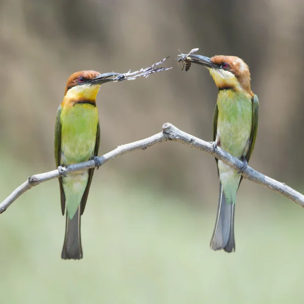 Chestnut-headed Bee-eater — Stok Foto