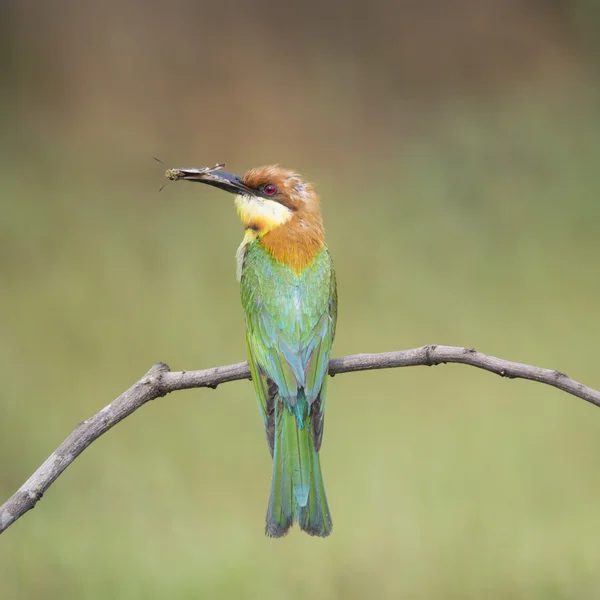 Kastanje-headed bijeneter — Stockfoto