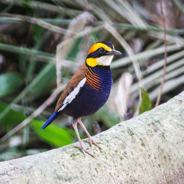 Malaiisch gebänderte Pitta — Stockfoto