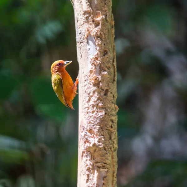 红棕色 Piculet — 图库照片