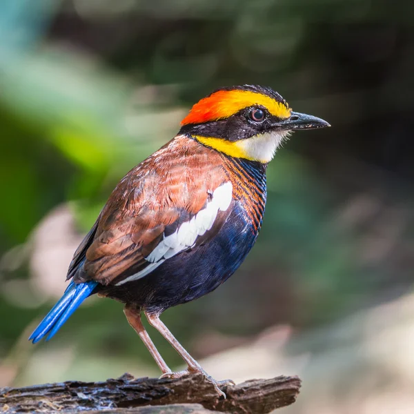 Male Malayan Banded Pitta — Stock Photo, Image