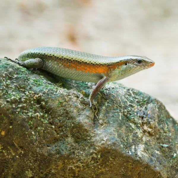 Skink. — Fotografia de Stock