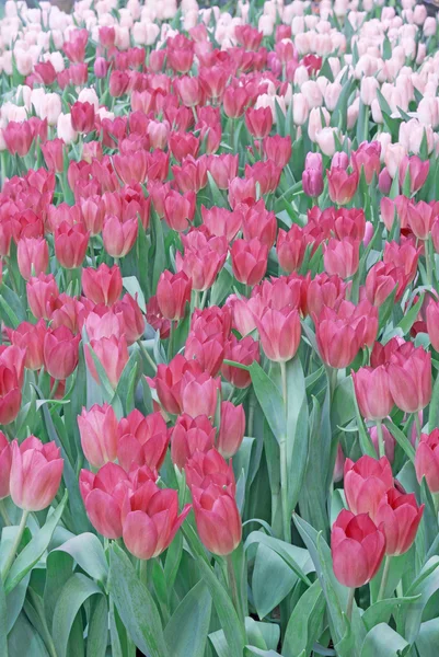 Tulip field — Stock Photo, Image