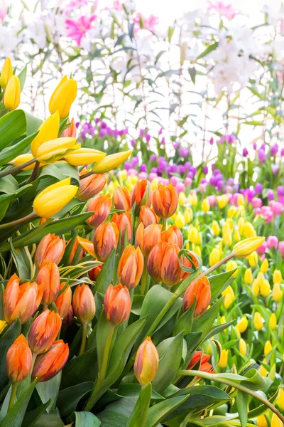 Tulip field — Stock Photo, Image