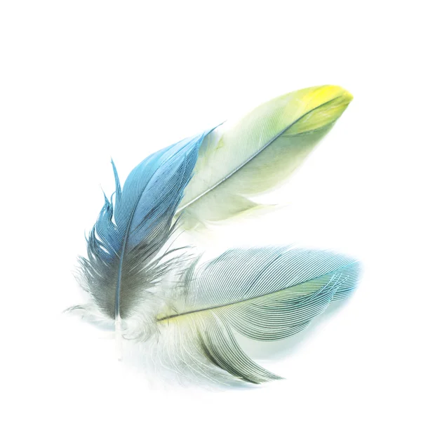 Bird feathers isolated — Stock Photo, Image