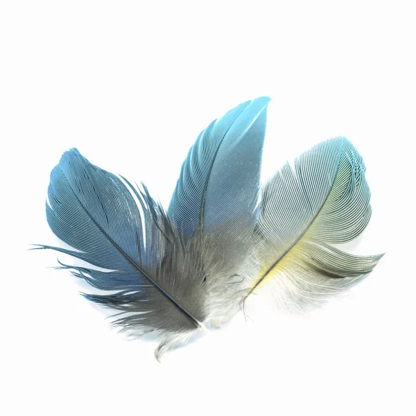 새 깃털 절연 — 스톡 사진