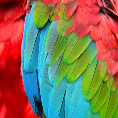 Greenwinged Macaw feathers clipart