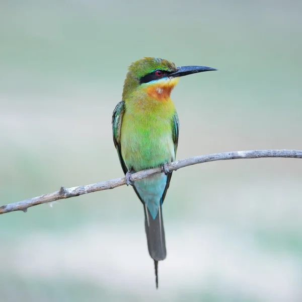 蓝尾食蜂鸟 — 图库照片